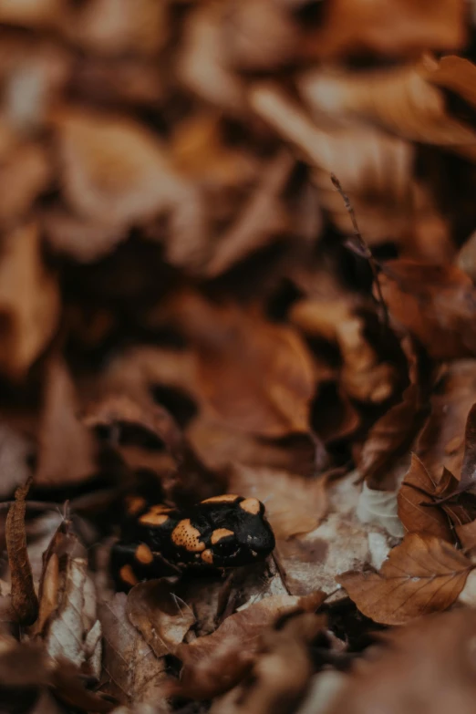 a black bug on some brown leaves on the ground