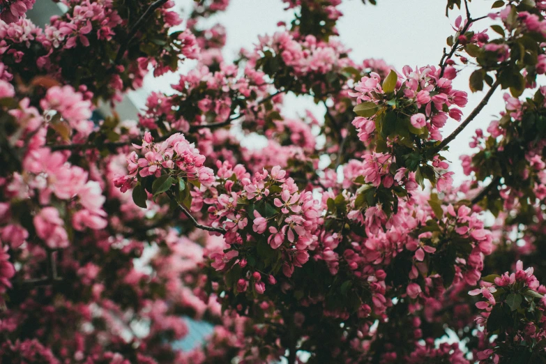 a pink tree with pink blossoms against a white sky