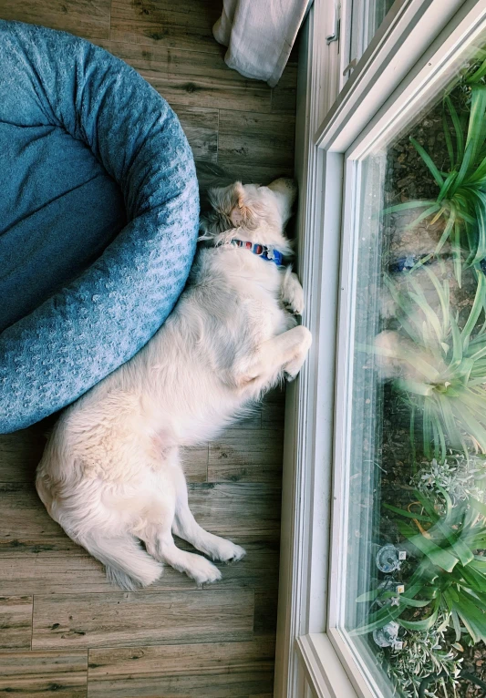 the dog is looking out the door on the floor