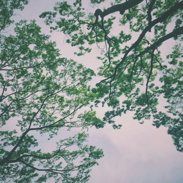 a green tree with a clock on it