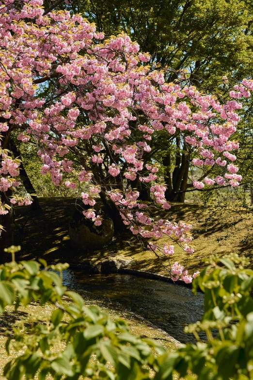 a pink blossomed tree in a green field