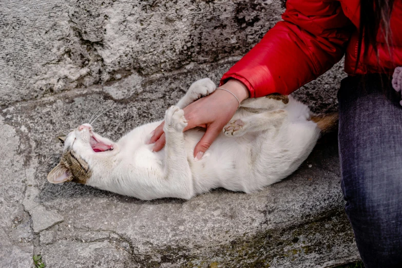 person touching the arm of a white cat while it sits on its back