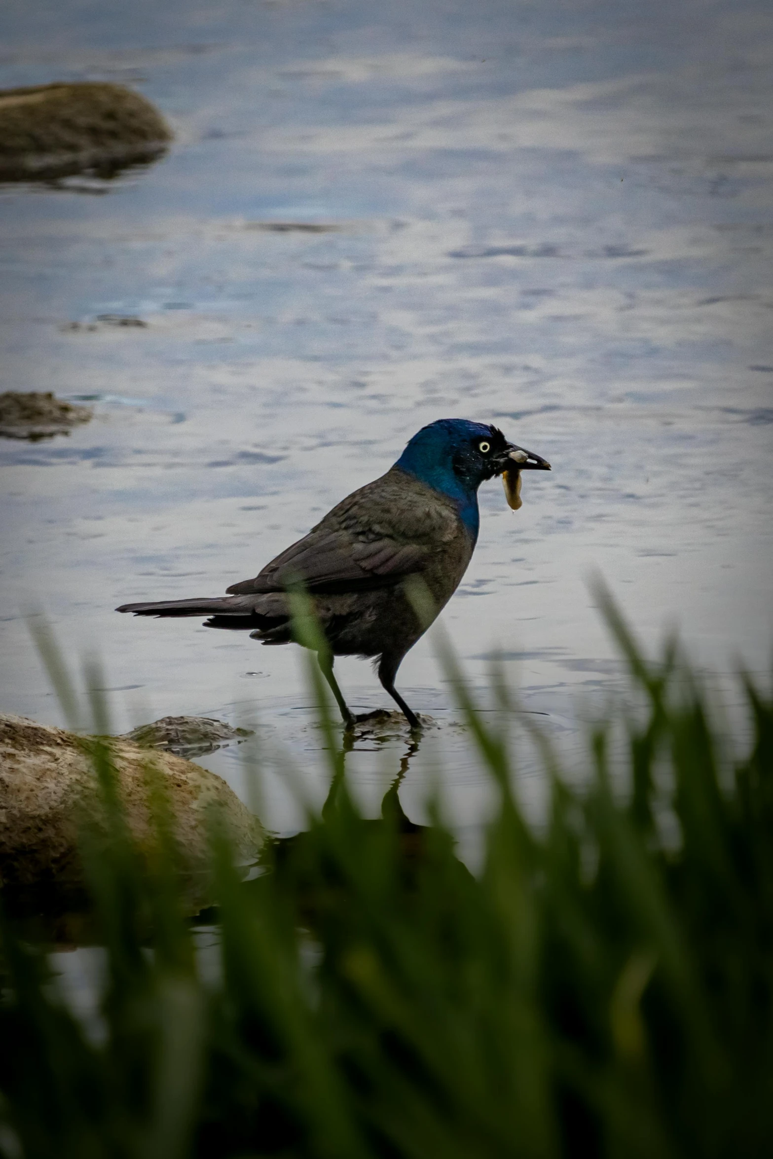 a bird with a piece in it's mouth by some water