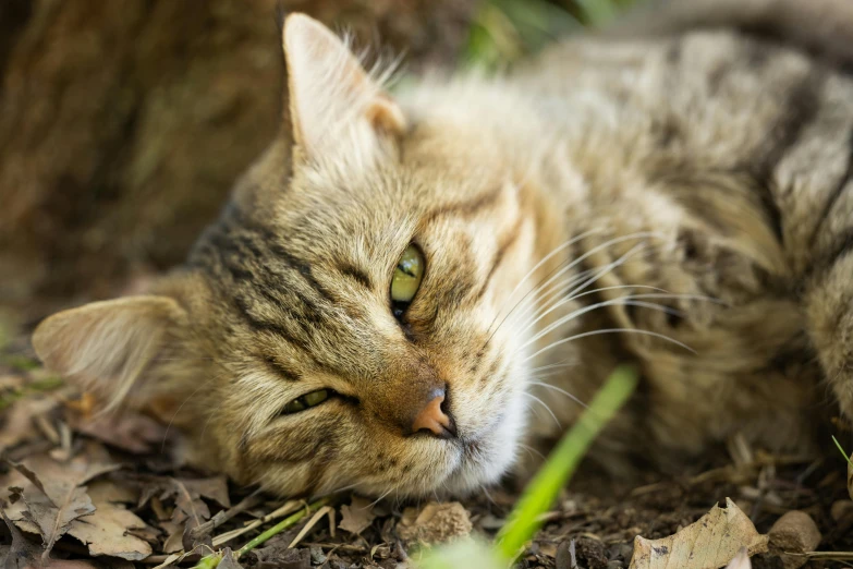 a cat is laying in the leaves on the ground