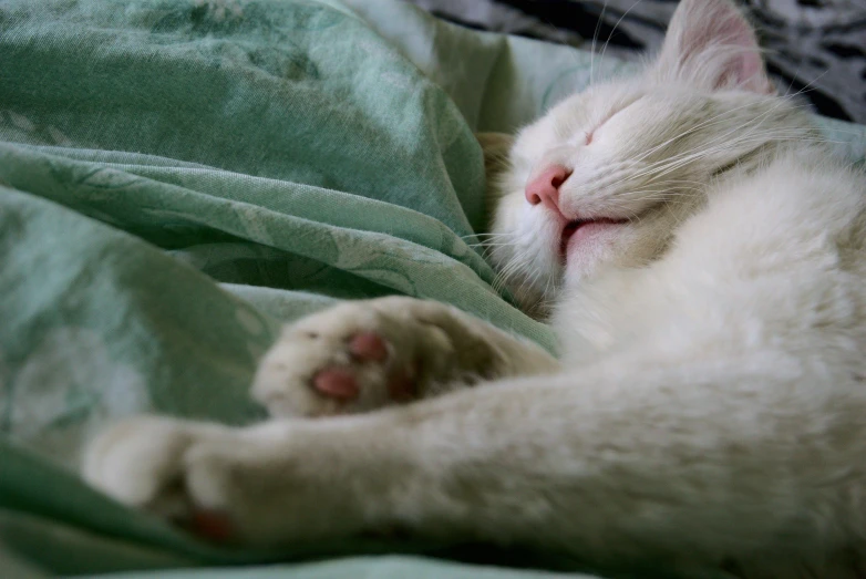 an image of a cat laying down sleeping