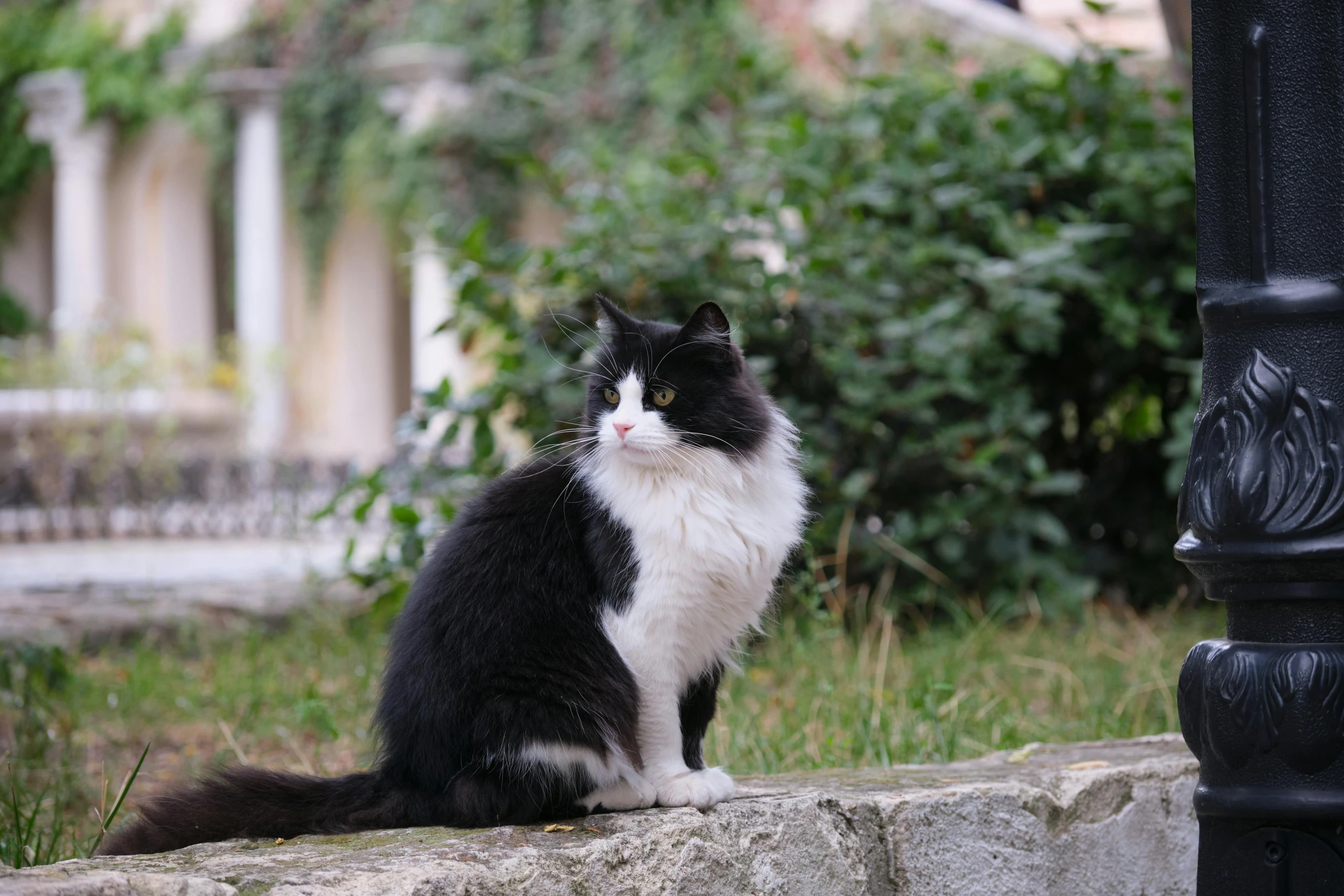 a black and white cat sitting on a rock outside