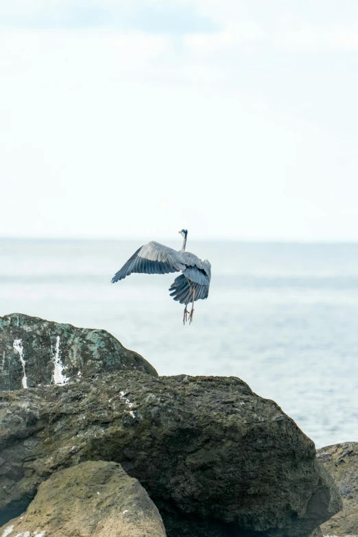 a bird with its wings wide open flying over the ocean