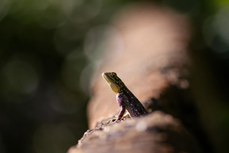 a small green lizard crawling along on a tree limb