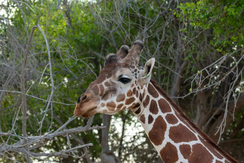 the giraffe is looking away from the camera