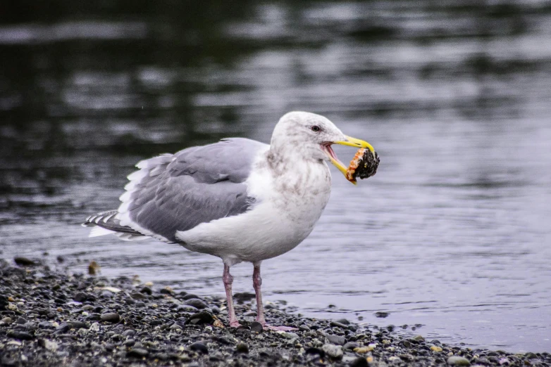 an adult seagull with its beak open and eating fish