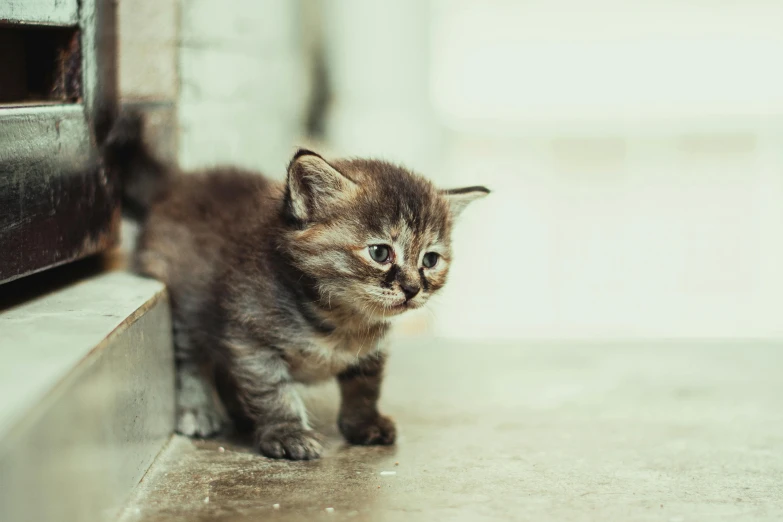 a small kitten stands on a concrete floor