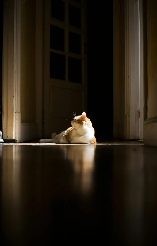 an orange and white cat lying on the floor in a room