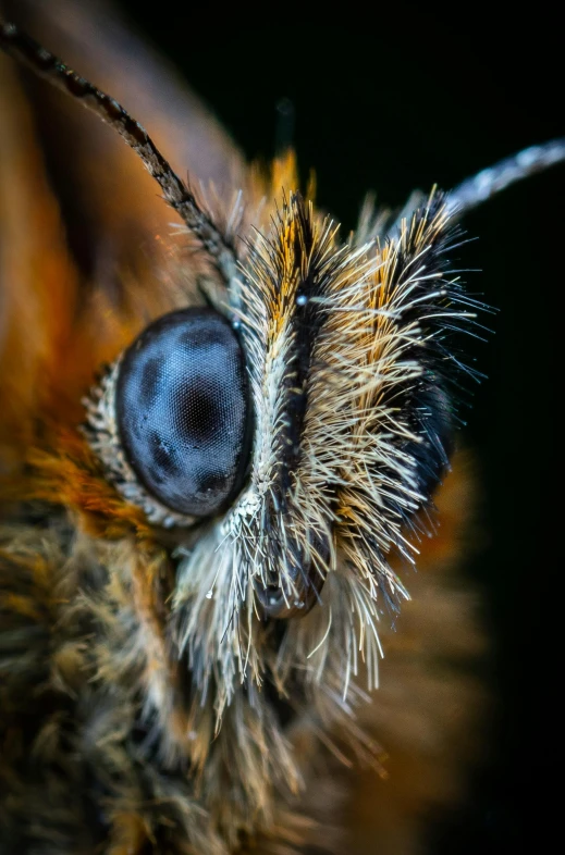 close - up portrait of an exotic bird moth