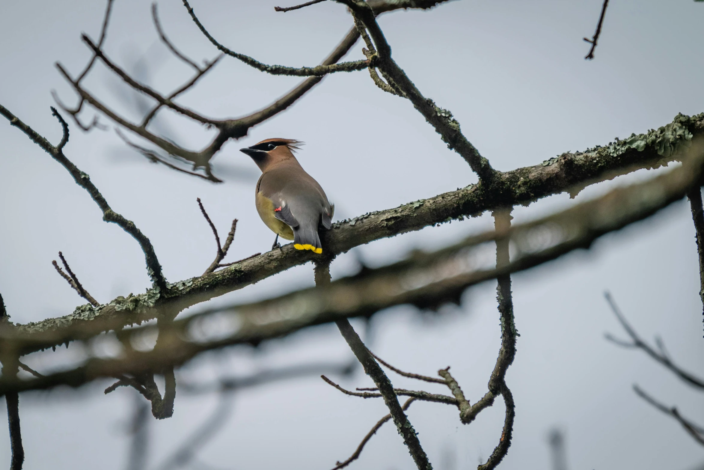 a bird is sitting on a nch of a tree