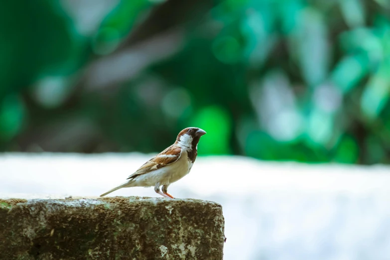 a small bird is sitting on the wall