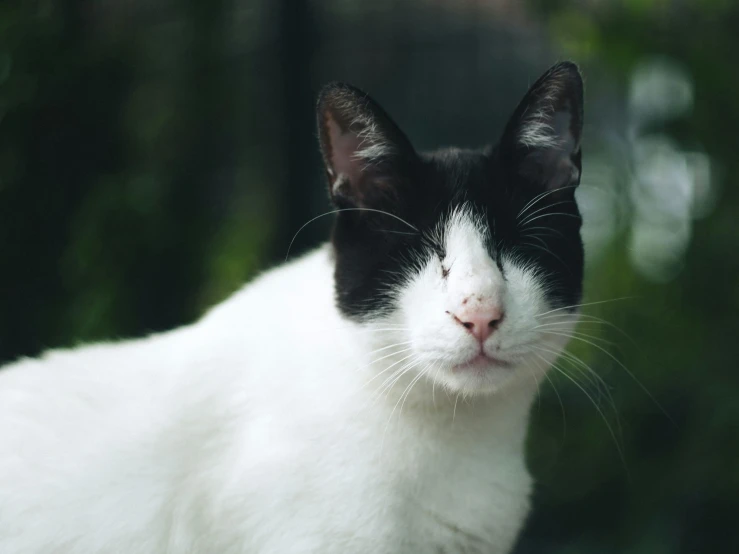 a black and white cat laying down outside in the sun