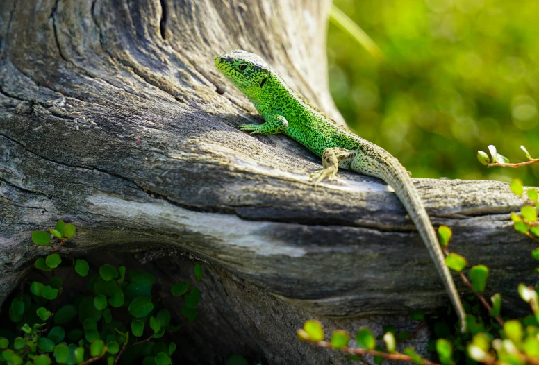 the green lizard is sitting on the nch of a tree