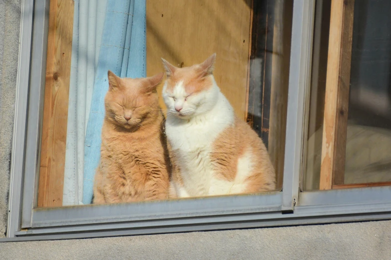 two cats sitting in a window and one staring