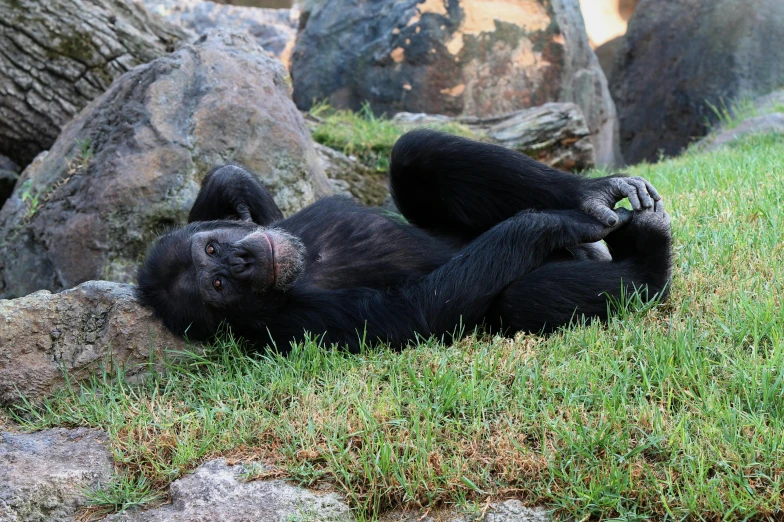 a large black bear laying in the grass