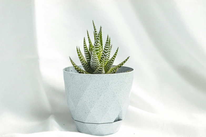 small potted plant sits atop the white cloth