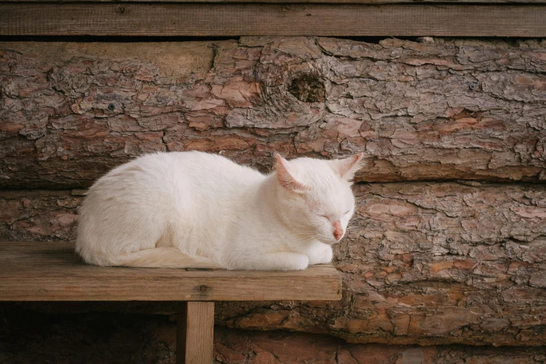 a cat that is laying down on a table