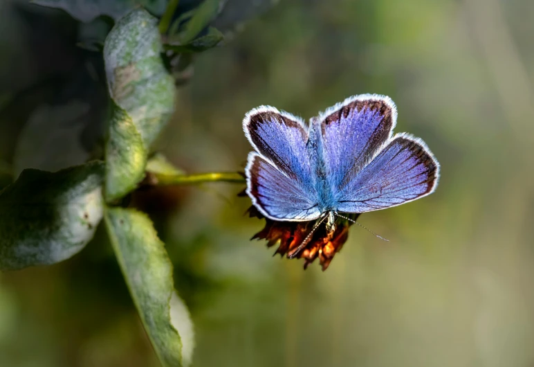 a beautiful blue erfly is standing on a plant