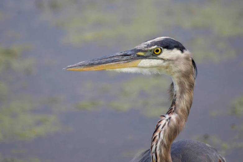 a grey bird is standing in the water