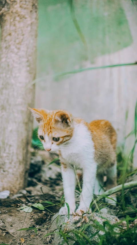 an orange and white cat standing next to a tree