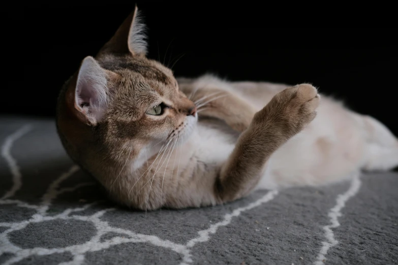 a brown and white cat with it's paws on the floor