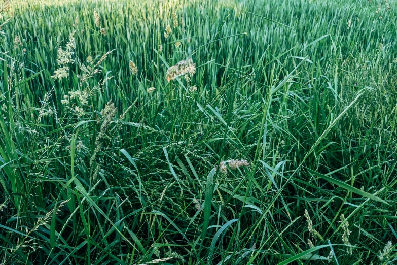 a tall grassy area with lots of green grass