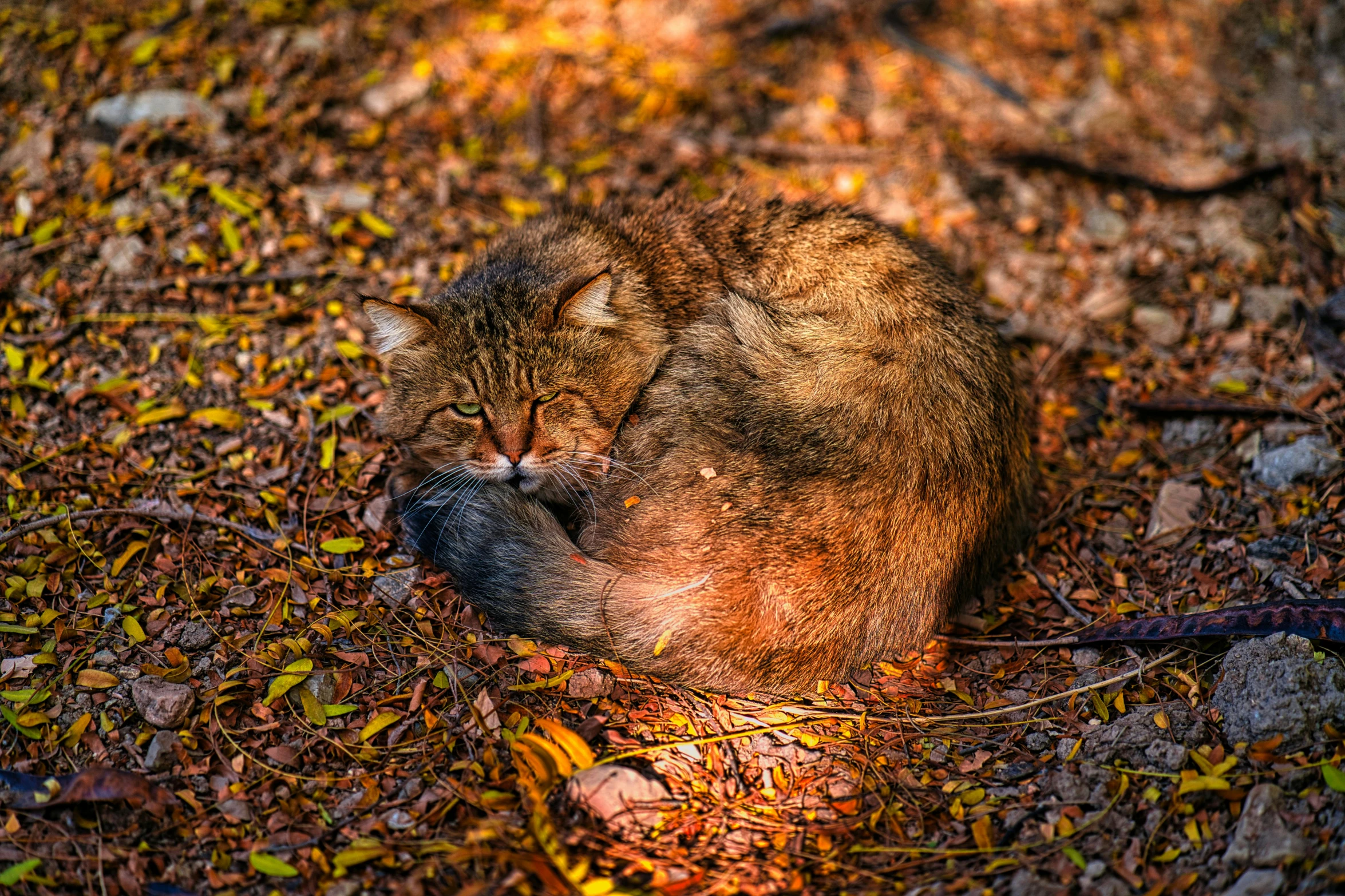 a cat that is laying on the ground