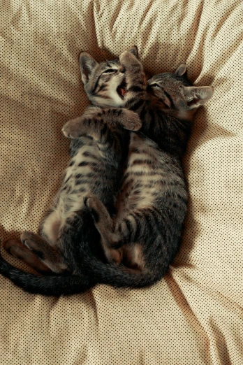 two tabby cats sleep together on a tan blanket