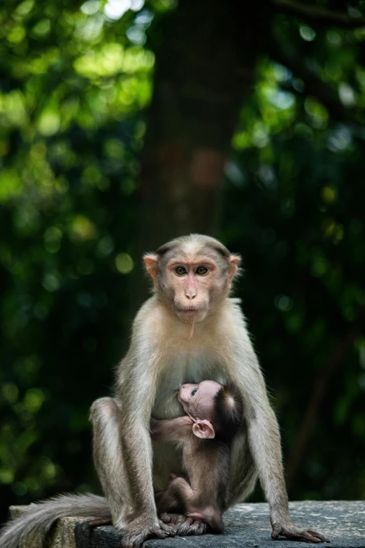 a baby monkey sitting next to its mother on a concrete slab