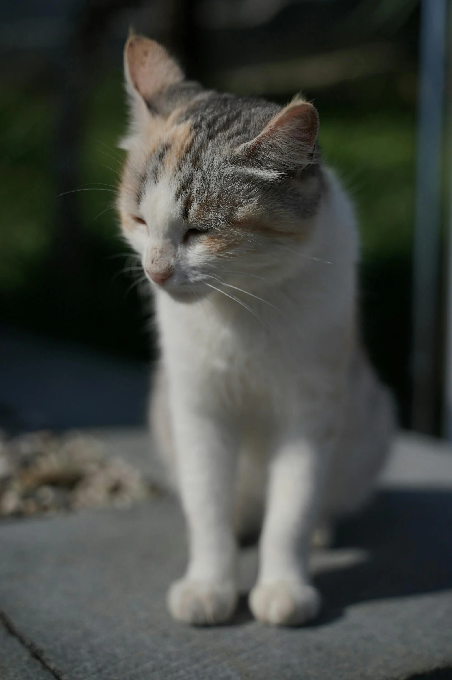 a cat on a sidewalk looking away with it's face slightly tilted