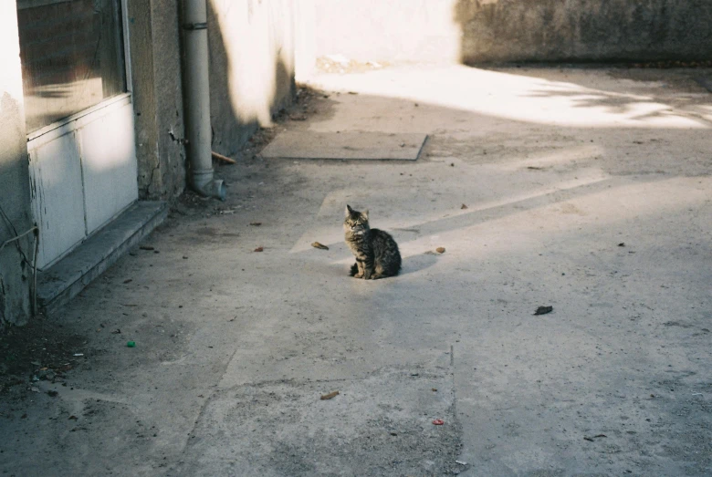 a cat sits on the concrete in an alley