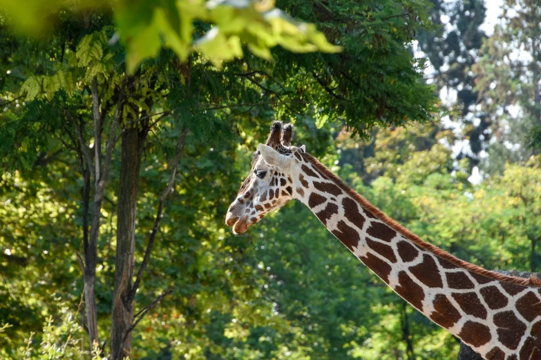 a giraffe standing next to green trees in the sun