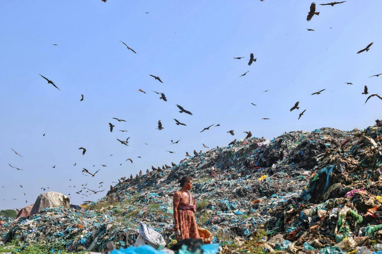 a man looks at birds as they fly over a landfill