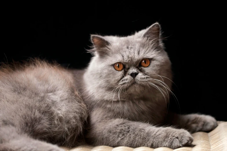 a cat with brown eyes laying on a bed