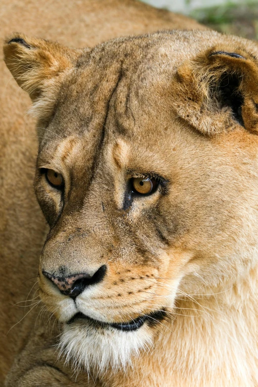 a lion stares into the camera from behind