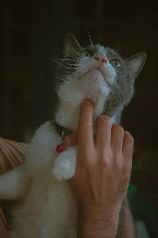 a woman is holding a cat in her right hand