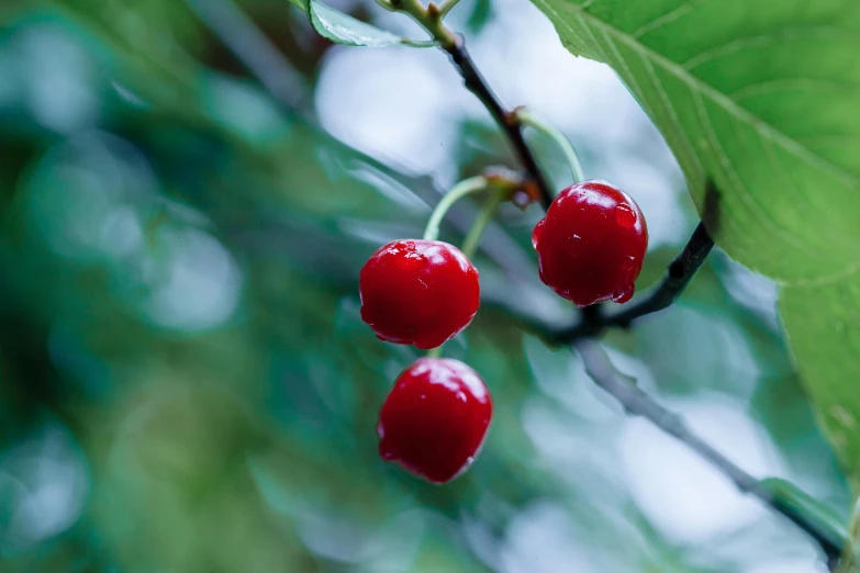 some cherryries are hanging from the nch with green leaves