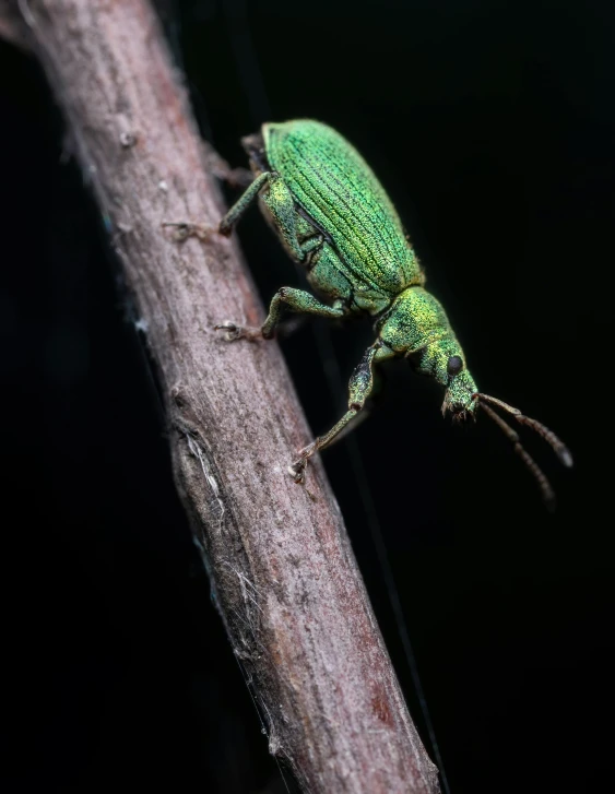a bright green bug is on a limb
