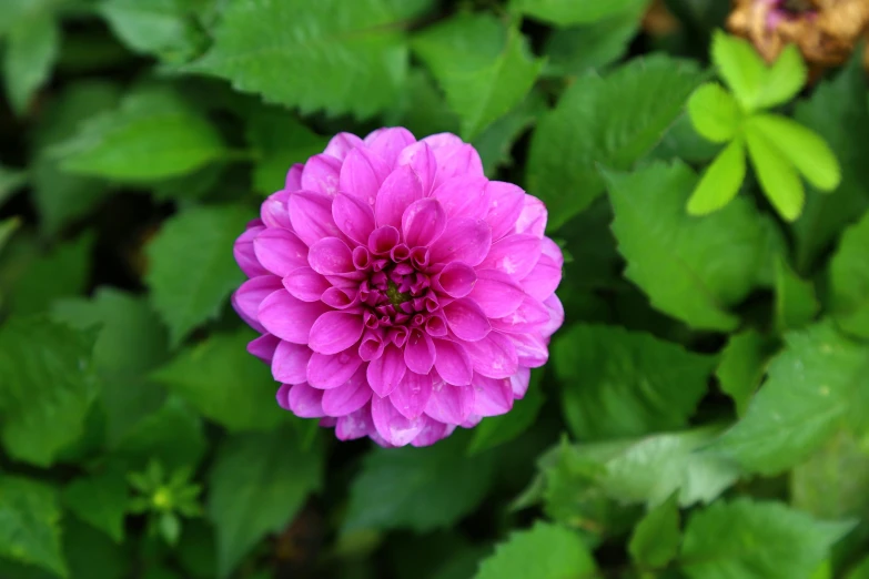 this is a very pretty purple flower blooming in the field