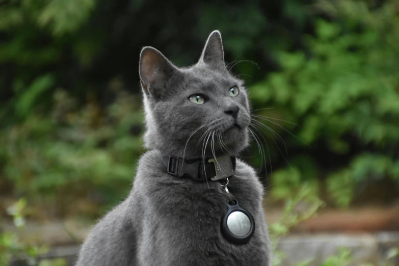 a gray cat with blue eyes and green eyes