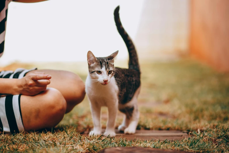 a person crouches near a cat who is walking down a path