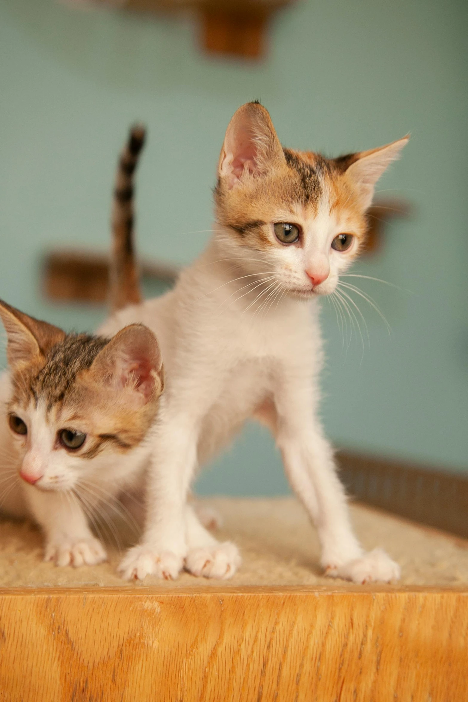 two small kittens sitting on top of a wooden table