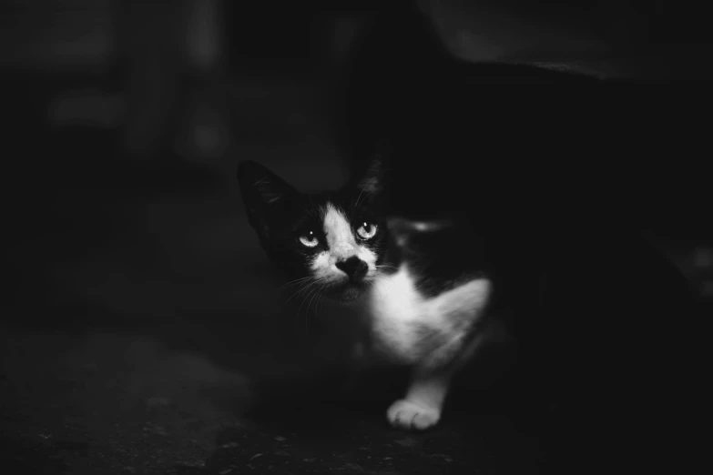 a black and white cat looking up in the dark