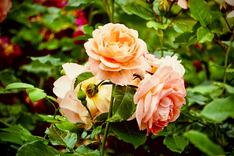 an image of some pink roses in the field