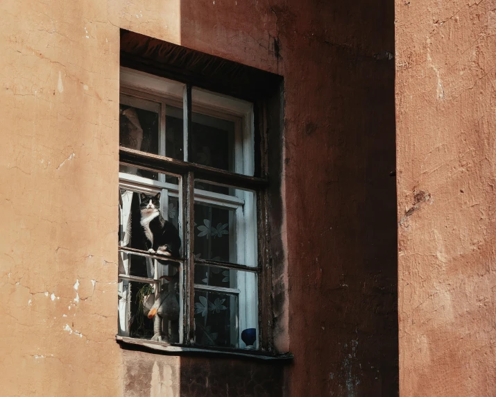 a brown wall and window with a small cat in the window