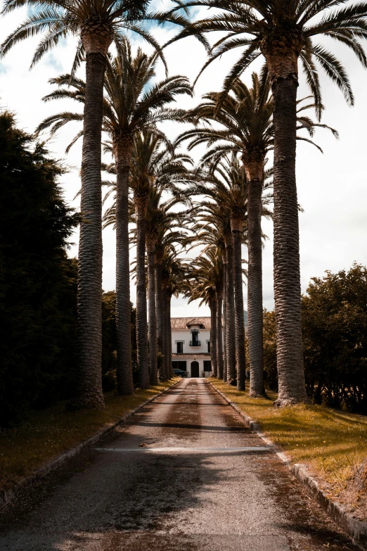 palm trees line a deserted street with an abandoned house